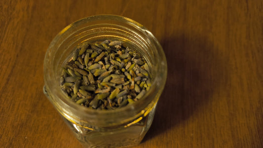 Lavender - Lavandula Angustifolia Mill