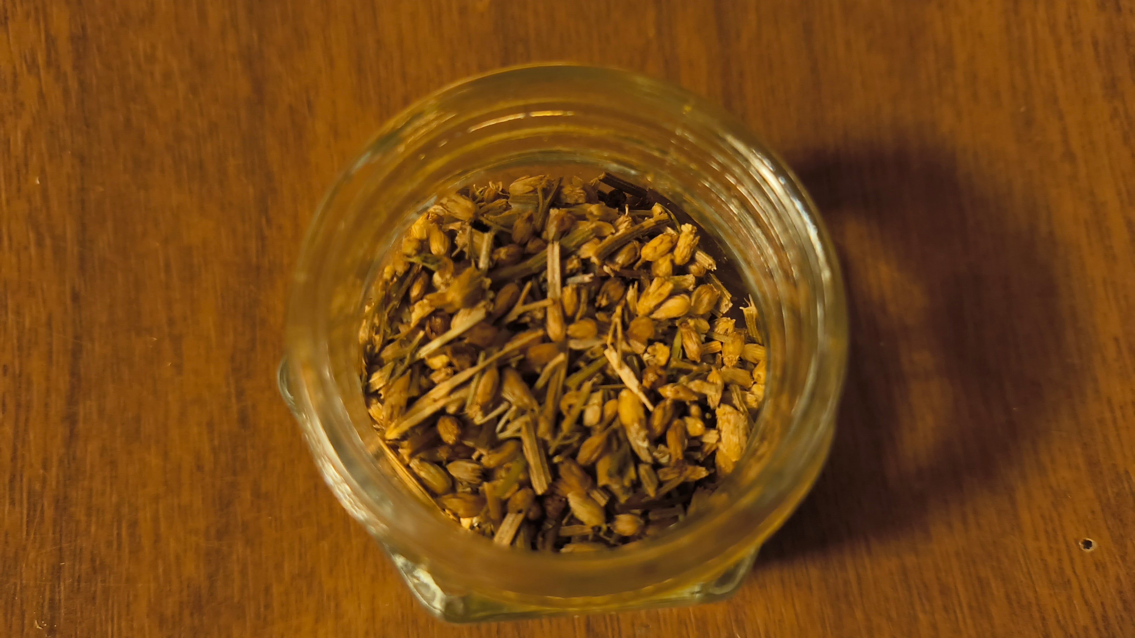 Yarrow - Achillea Millefolium