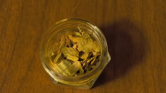 Hops - Humulus Lupulus